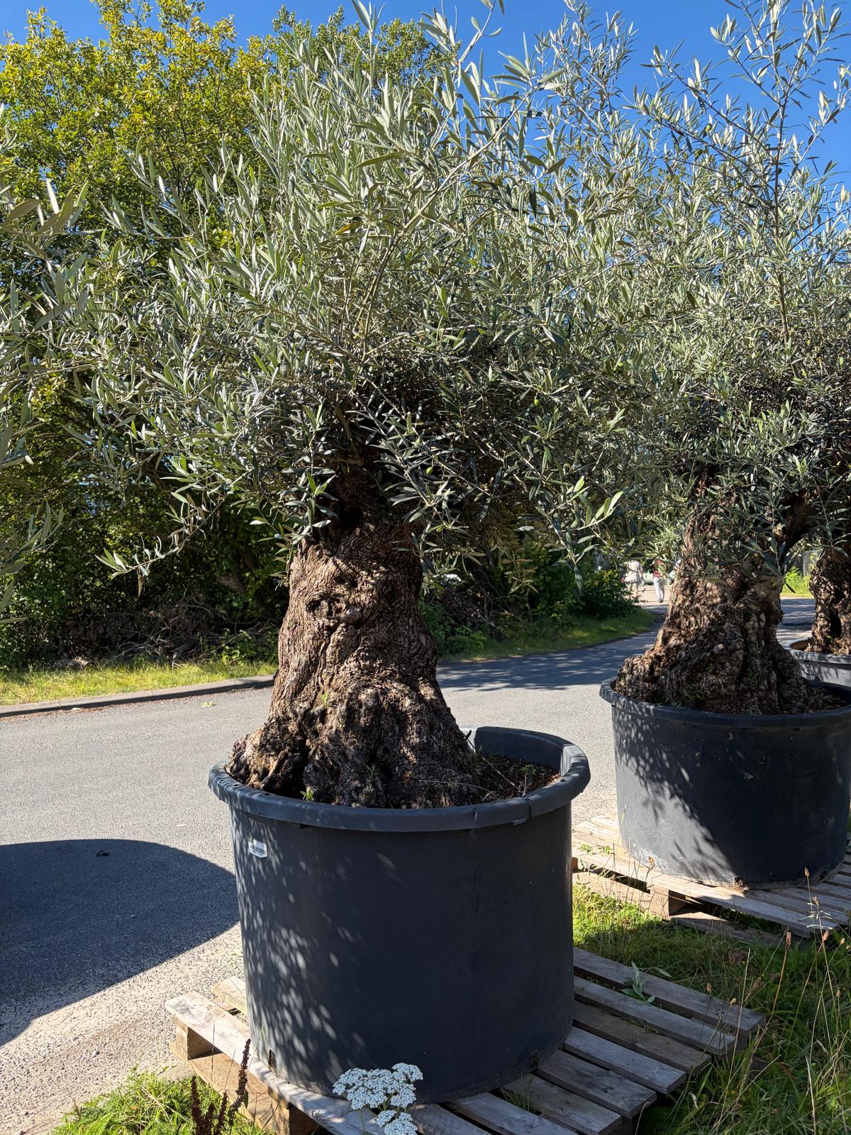 Oliventræ nr.9 - 200-300år gammelt