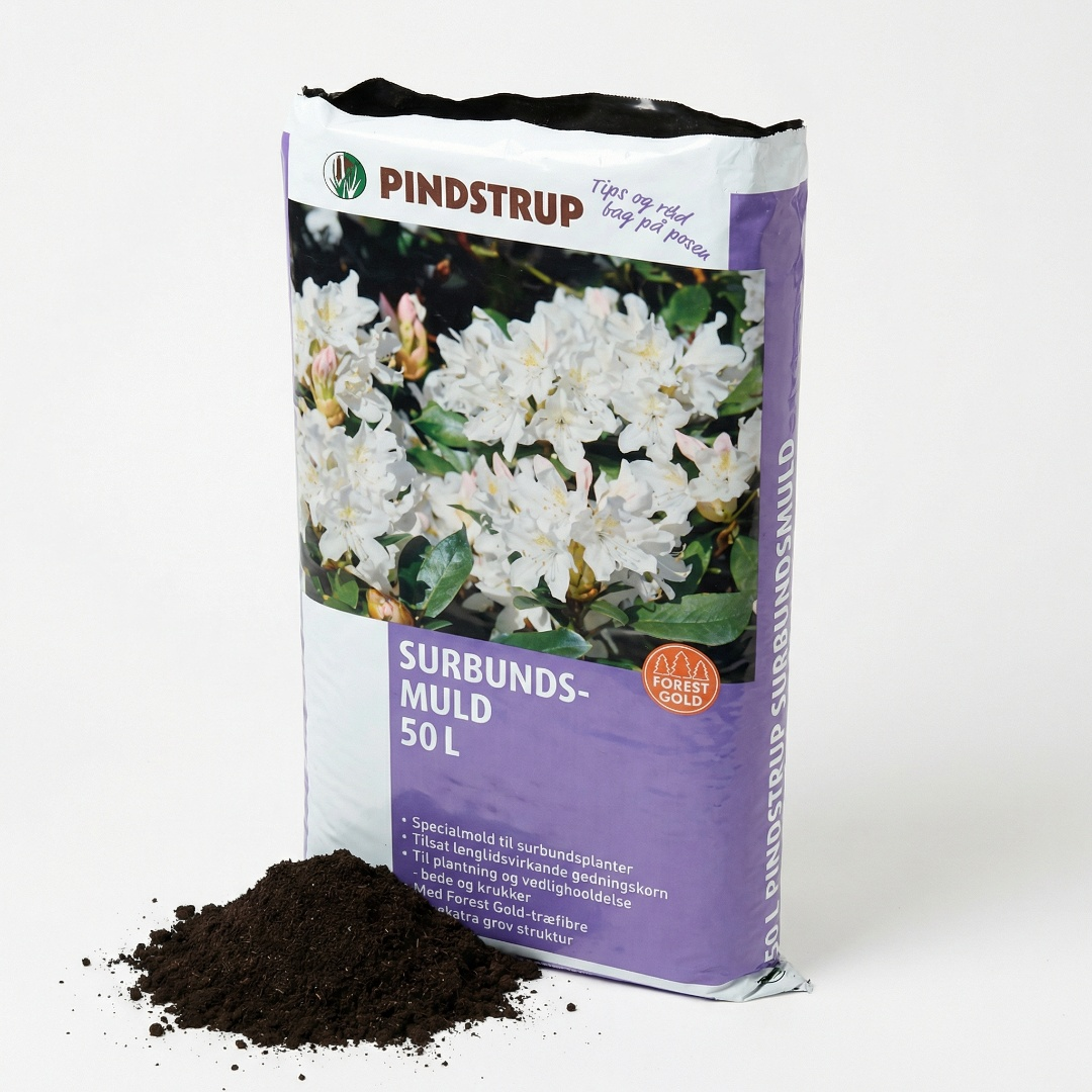 Rhododendron 60-80 cm (Catawbiense 'Grandiflorum')