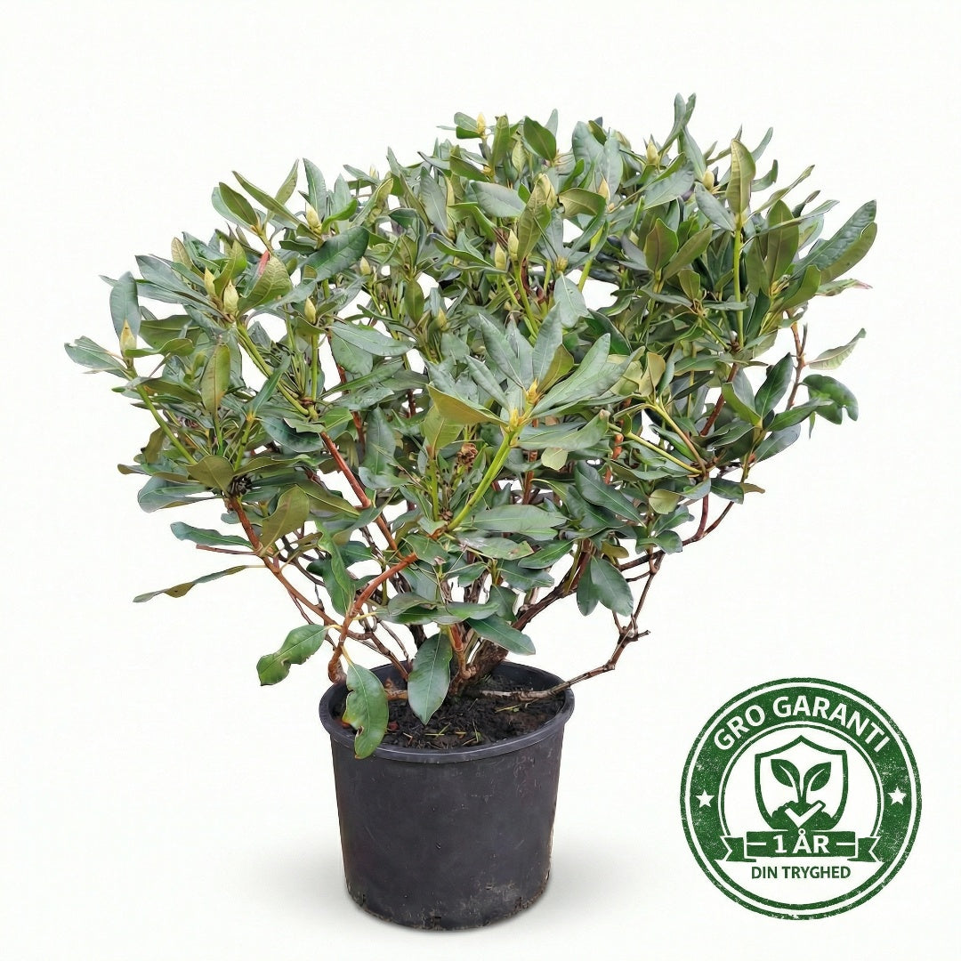 Rhododendron XXL 100+ cm med potte "catawbiense grandiflorum" med GRO GARANTI