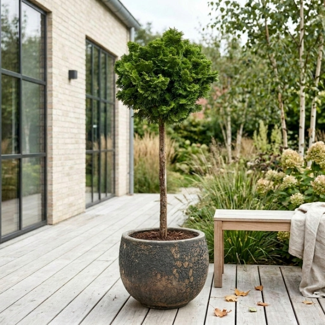Green Mantle "japansk solcypres" 120-140cm + Færdigomplantet i valgfri krukke