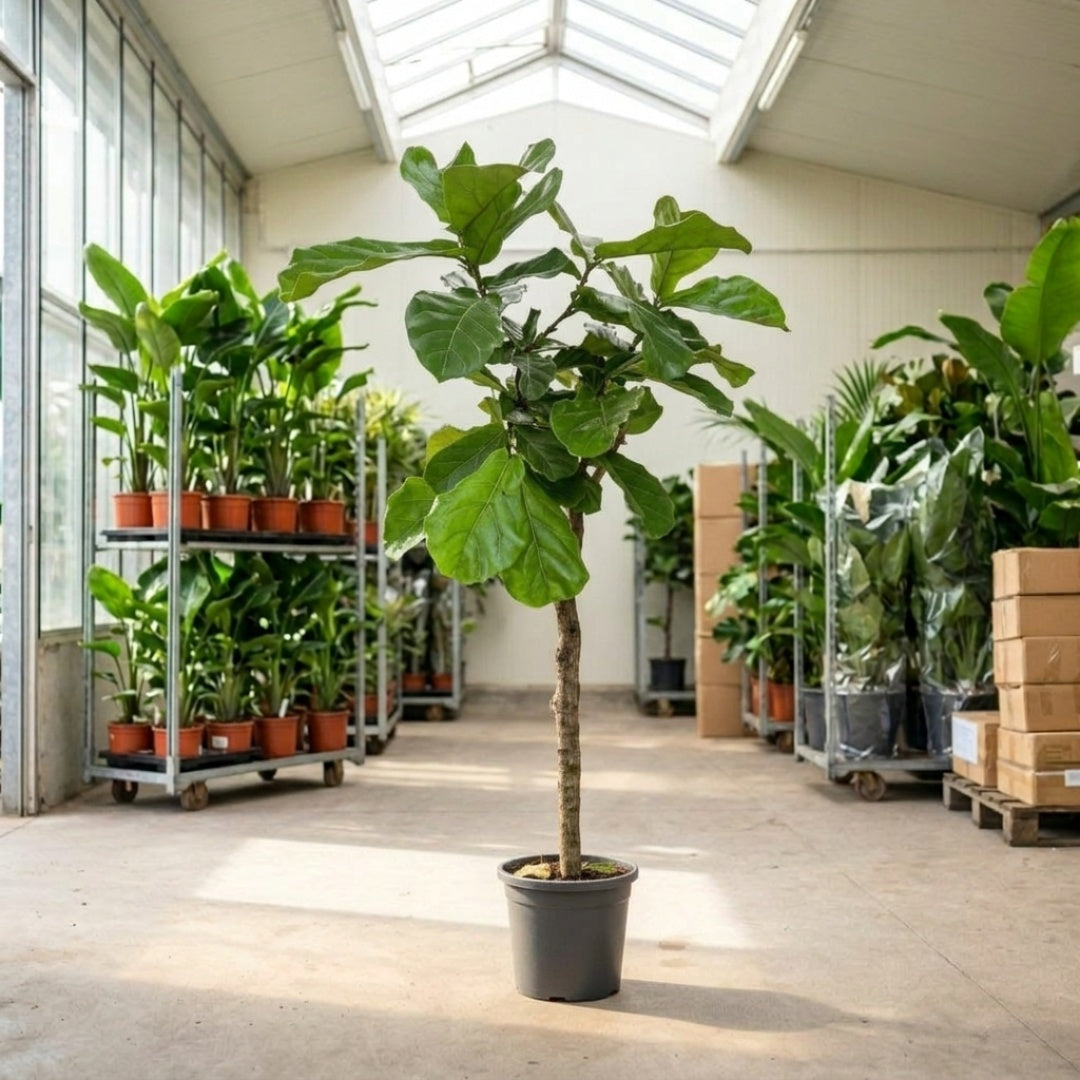 Violinfigen opstammede, Ficus lyrata 140-160 cm