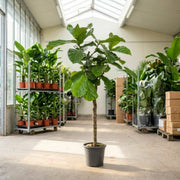 Violinfigen opstammede, Ficus lyrata 140-160 cm