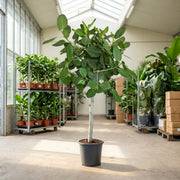 Ficus Benghalensis ‘Audrey’ 140-160 cm