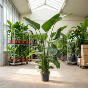 Strelitzia Nicolai. ca. 190–210 cm