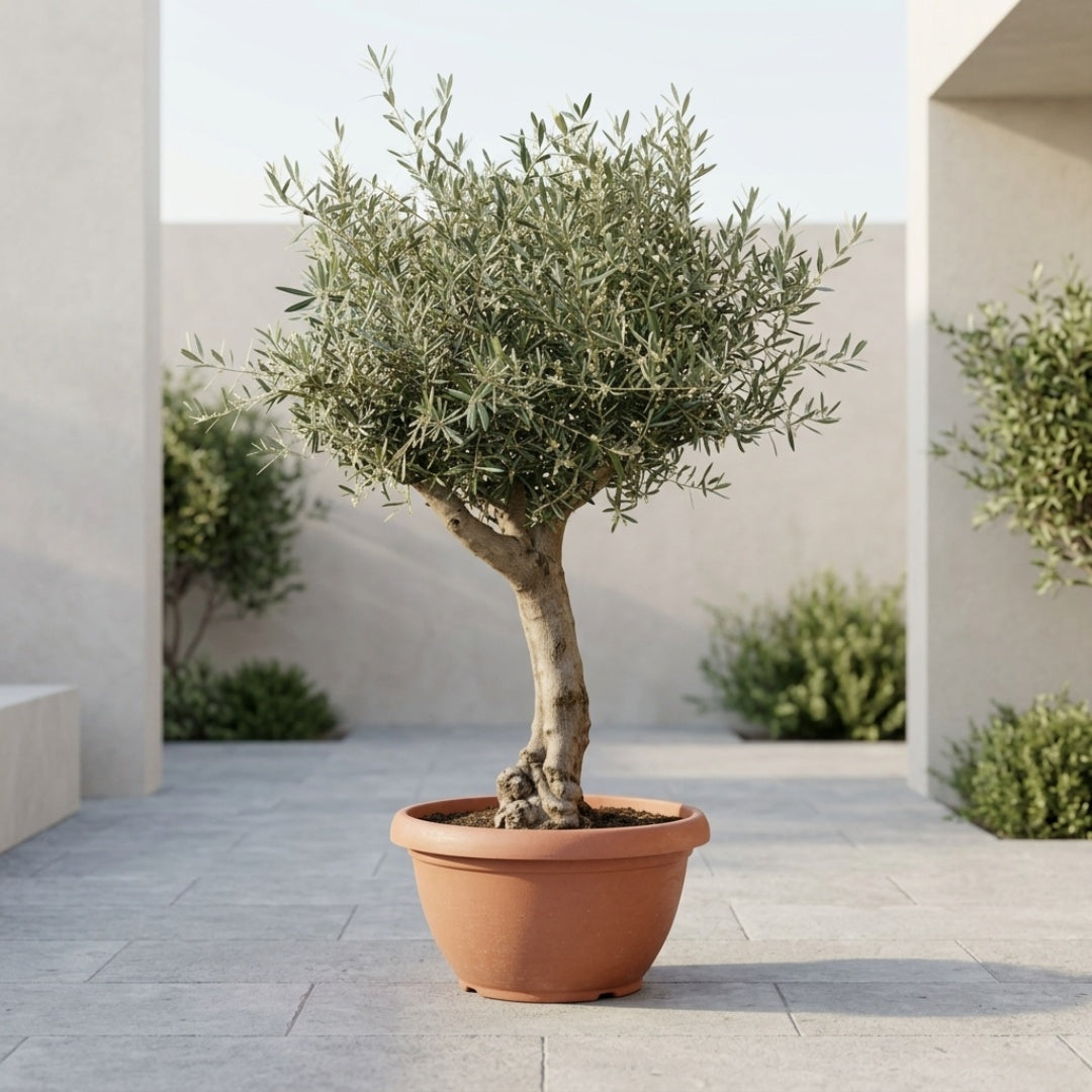 Oliventræ, Arbequina +50 år, 200-220 cm