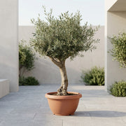Oliventræ, Arbequina +50 år, 200-220 cm