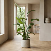 Strelitzia Nicolai 150-180 cm i Bali Krukke