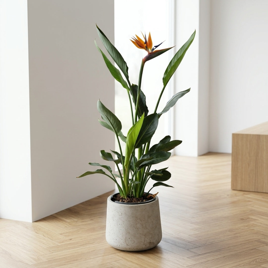 Strelitzia Reginae 110-130 cm i Bali Krukke – Eksotisk Elegance til Moderne Indretning