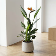 Strelitzia Reginae 110-130 cm i Bali Krukke – Eksotisk Elegance til Moderne Indretning
