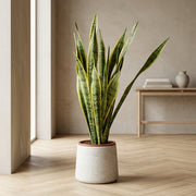 Sansevieria Laurentii 110-130cm i Bali Krukke – Stilren Grøn Elegance