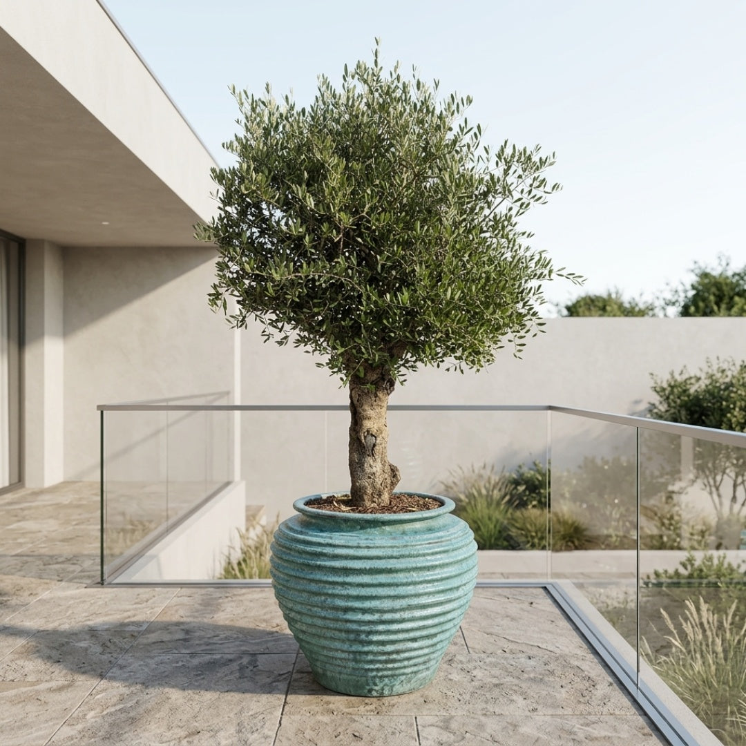 Oliventræ Arbequina +40 år i Coiled Jar Opal Green – Eksklusiv omplantning