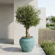 Oliventræ Arbequina +40 år i Coiled Jar Opal Green – Eksklusiv omplantning