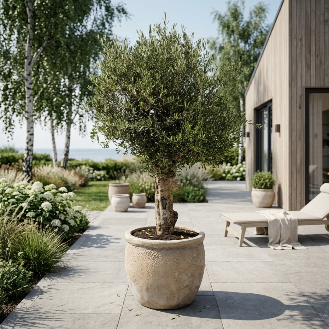 Oliventræ Arbequina +40 år i Bubble White Krukke – Eksklusiv omplantning