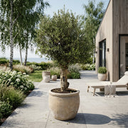 Oliventræ Arbequina +40 år i Bubble White Krukke – Eksklusiv omplantning