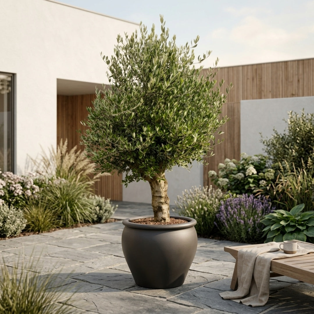 Oliventræ Arbequina +60 år i Tree Plant Pot Graphite – Eksklusiv omplantning
