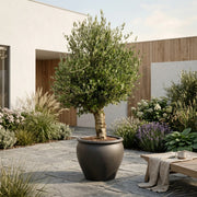 Oliventræ Arbequina +50 år i Tree Plant Pot Graphite – Inkl. omplantning