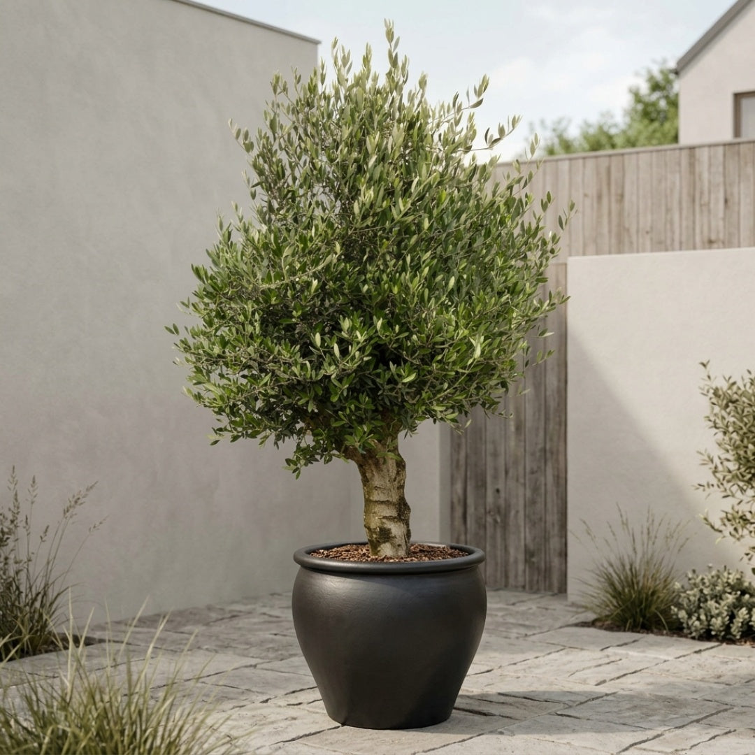 Oliventræ Arbequina +60 år i Tree Plant Pot Graphite – Eksklusiv omplantning
