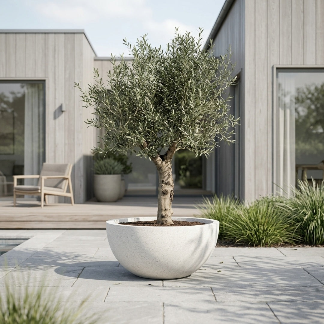 Hoji Blanco Oliventræ +50 år i Hvid Fiberstone Skålkrukke – Eksklusiv omplantning