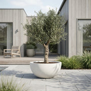 Hoji Blanco Oliventræ +50 år i Hvid Fiberstone Skålkrukke – Eksklusiv omplantning