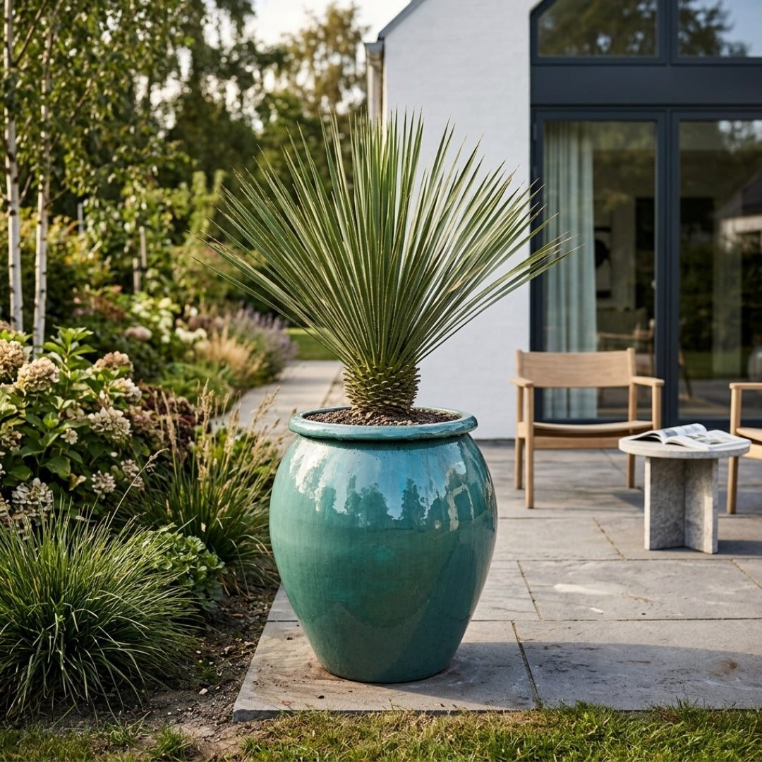Yucca Rostrata i Water Jar Aqua High – Eksklusiv omplantning (særtilbud)