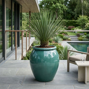Yucca Rostrata i Water Jar Aqua High – Eksklusiv omplantning (særtilbud)