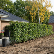 Avnbøg Hækplante i Potte. Carpinus betulus. GRO GARANTI