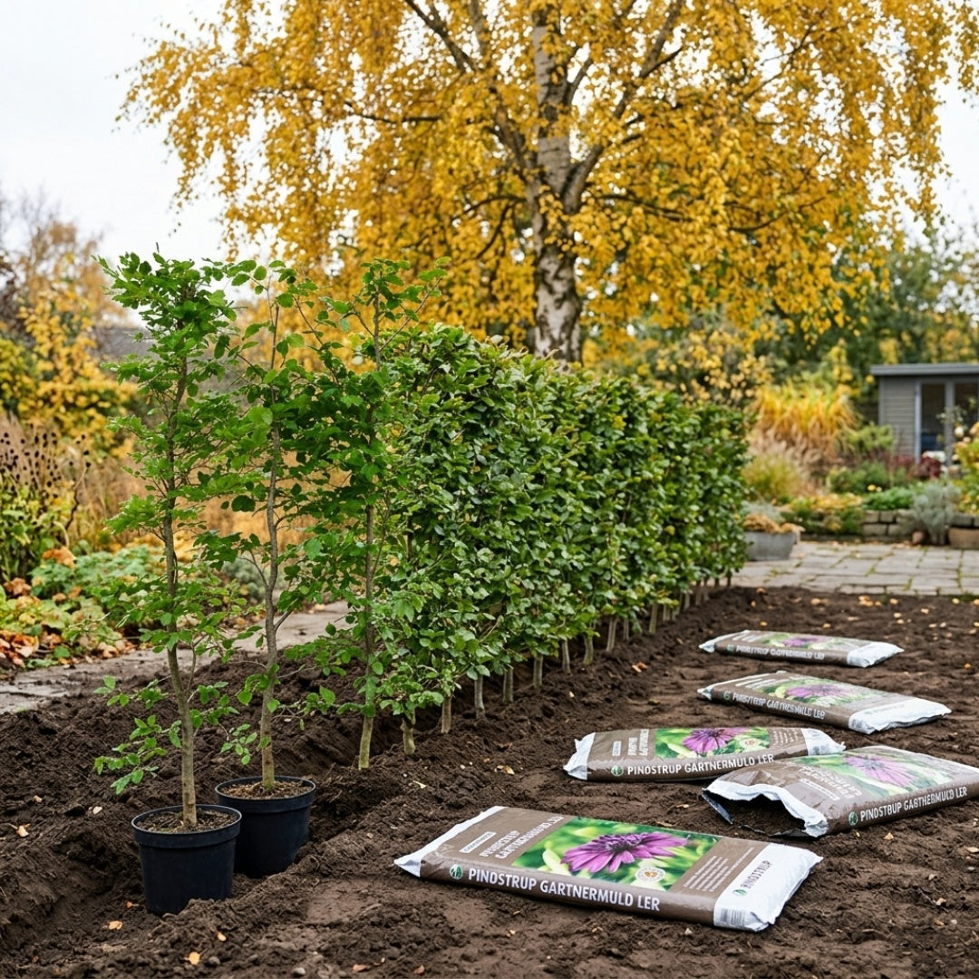 Bøg Hækplante i Potte. Fagus sylvatica. GRO GARANTI
