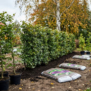 Bøg Hækplante i Potte. Fagus sylvatica. GRO GARANTI