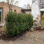 Kristtorn Ilex Hæk ‘Heckenstar’. GRO GARANTI