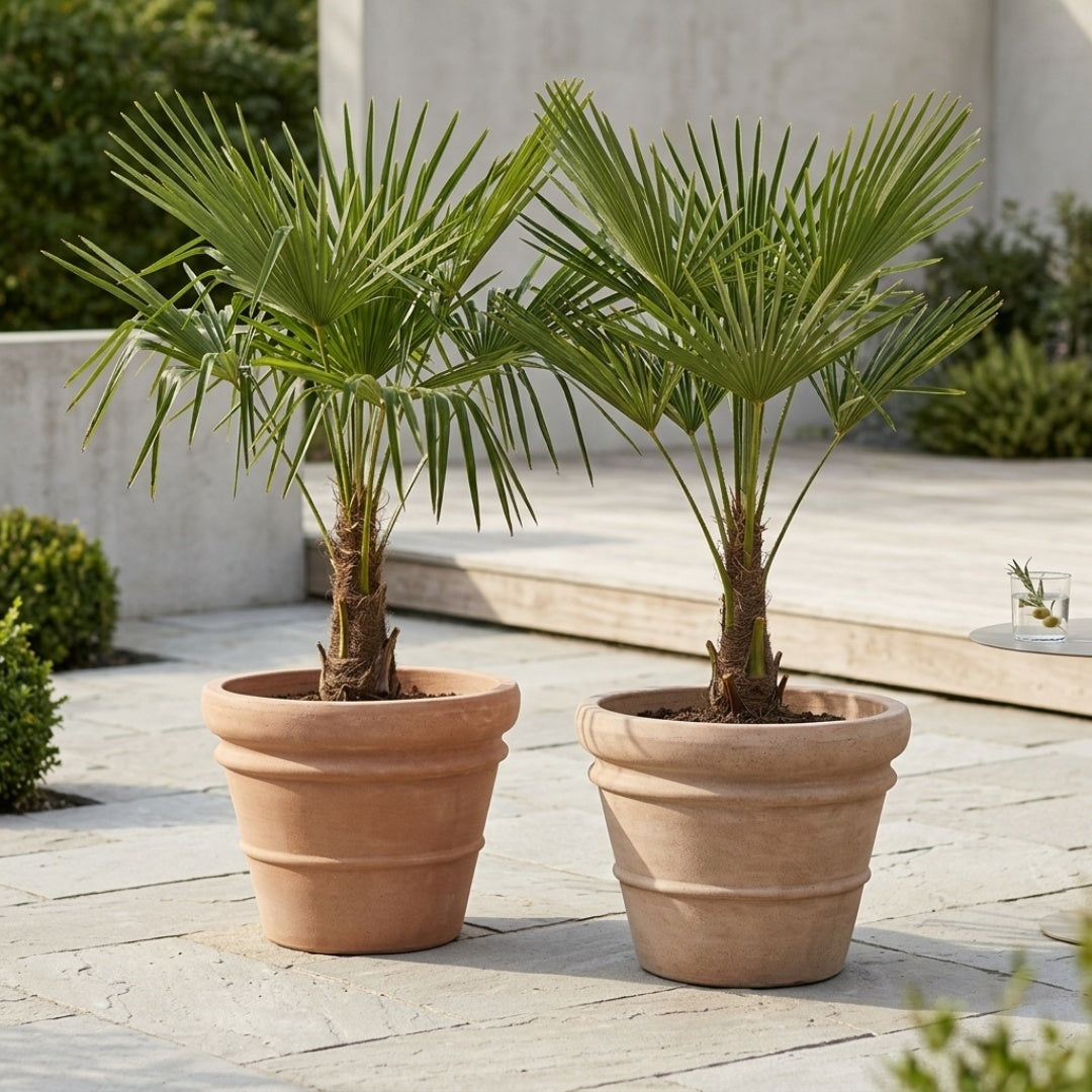 Hørpalmer i Florae Choco Krukker. 2 Store Palmer + 2 store terracotta krukker