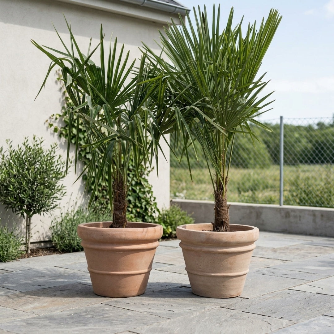 Hørpalmer i Florae Choco Krukker. 2 Store Palmer + 2 store terracotta krukker