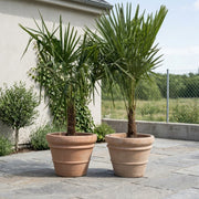 Hørpalmer i Florae Choco Krukker. 2 Store Palmer + 2 store terracotta krukker