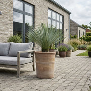 Yucca Rostrata i Terravita krukke Ø55 × H66 cm – sidste stk.