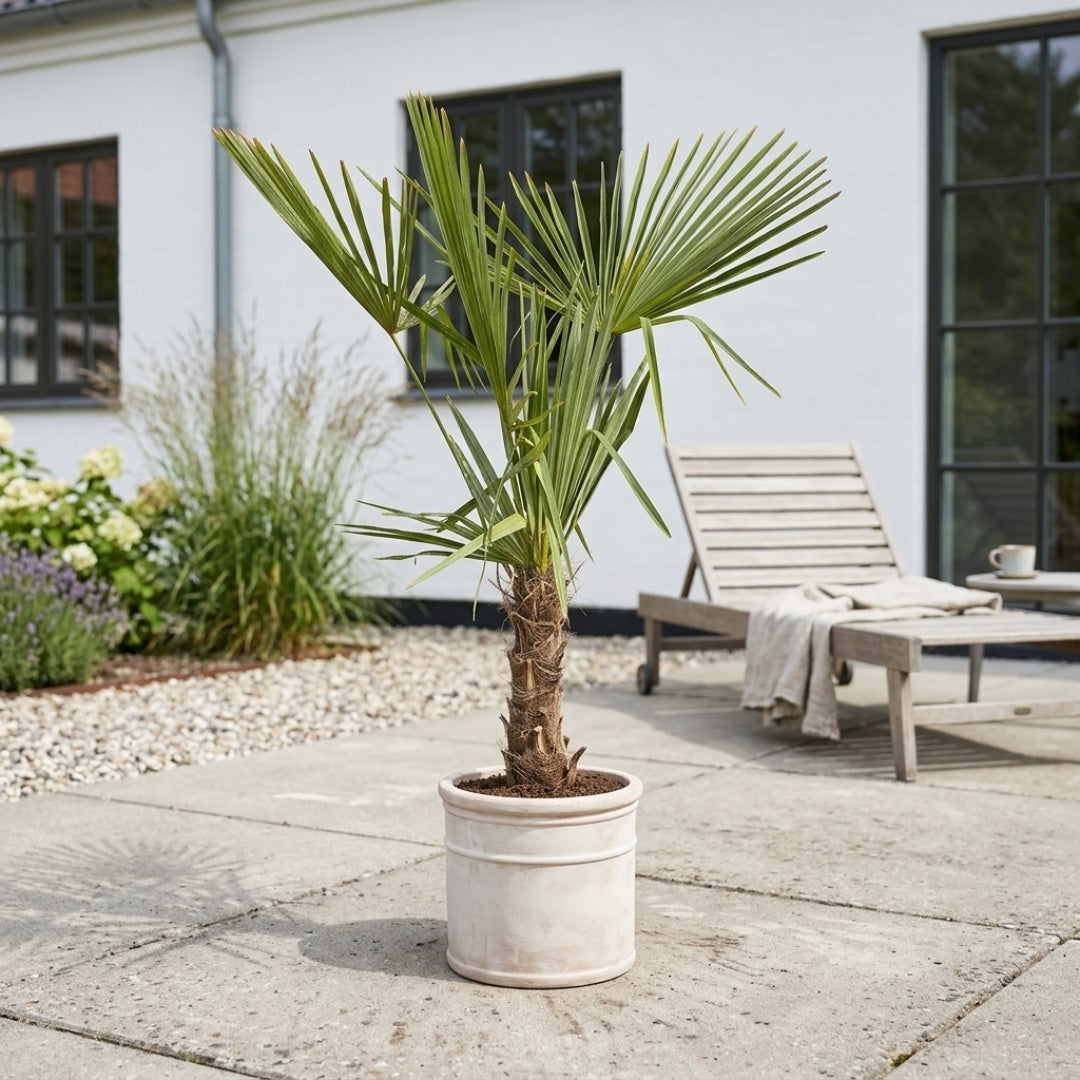 Hørpalme (Trachycarpus fortunei)