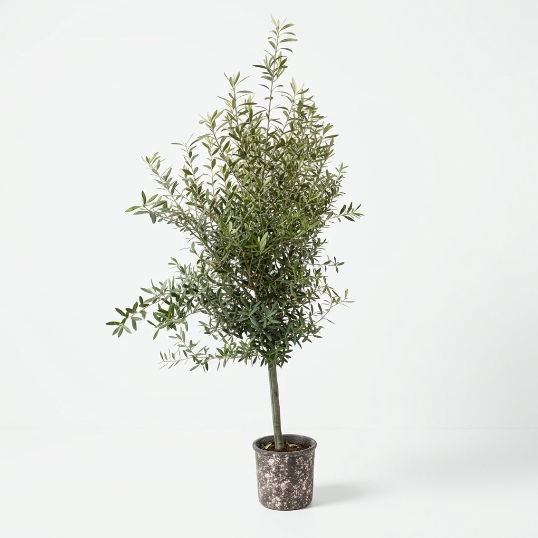 Oliventræ +6 til 10år + Terra Oliva Krukke Ø28cm (1 sæt omplantet)