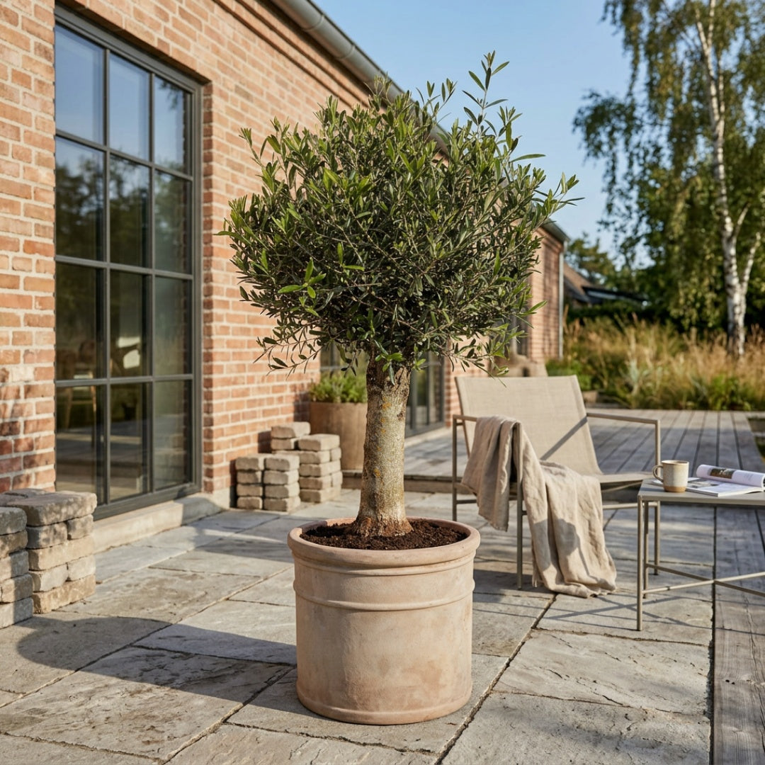 Oliventræ, Arbequina +40 år, 150-160 cm