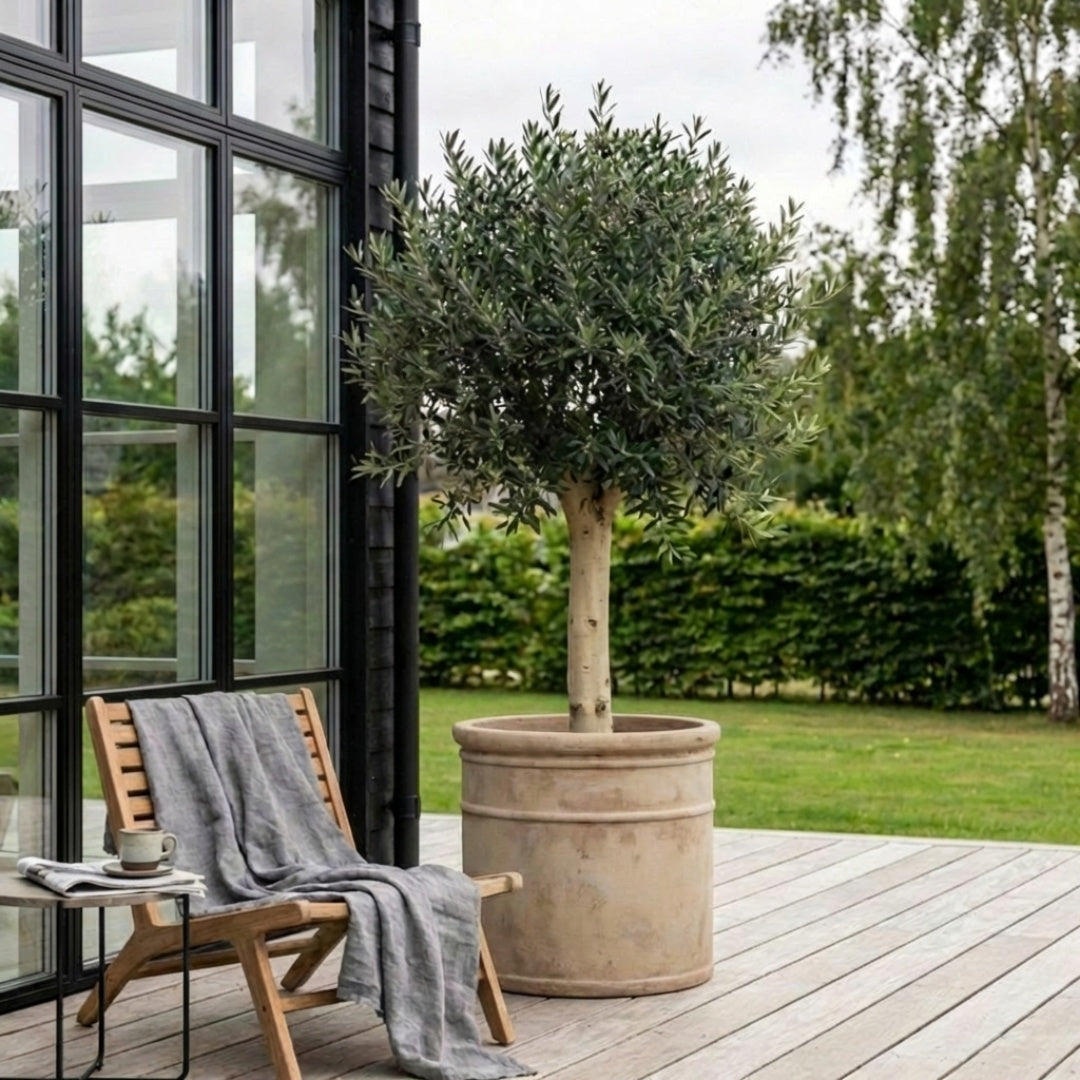 Oliventræ Arbequina +35år, 180-200cm