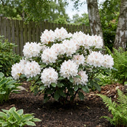 Rhododendron 60-80 cm ('Cunninghams White')
