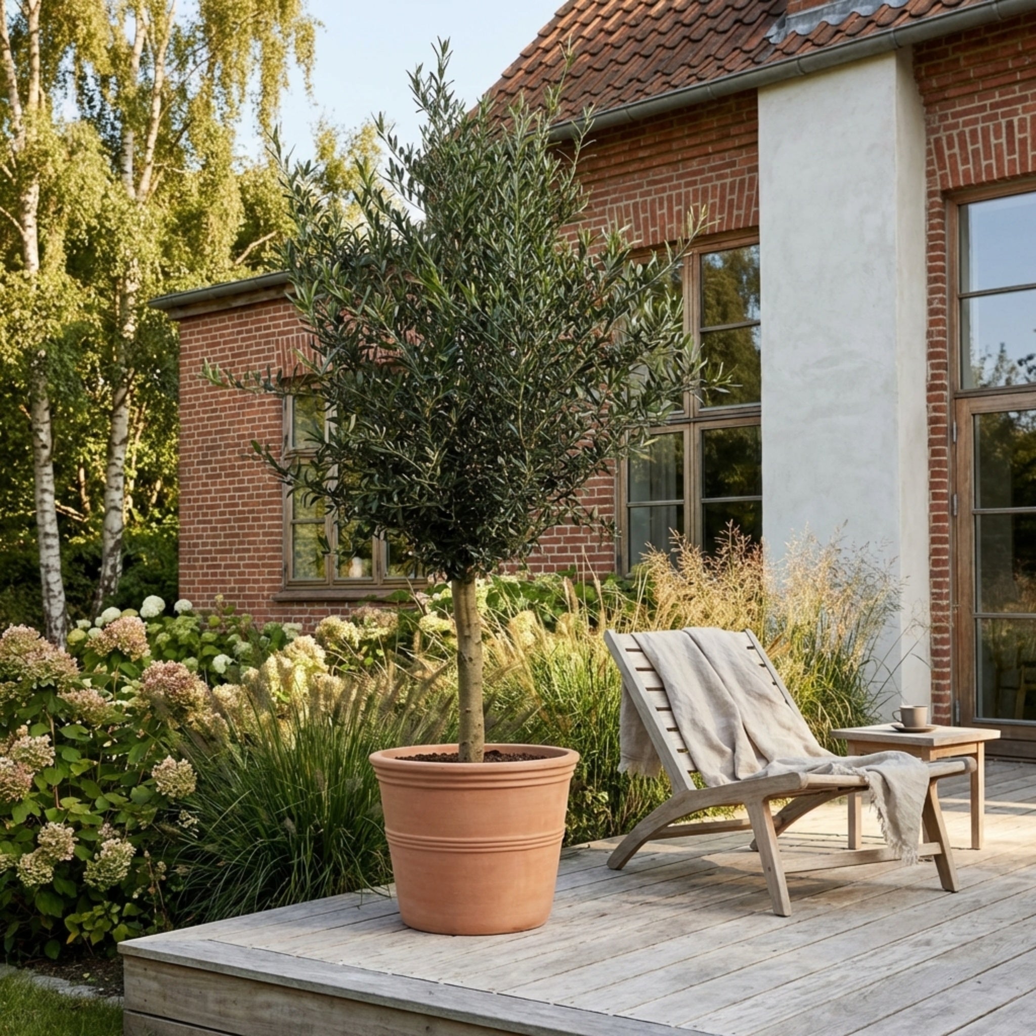 Oliventræ Arbequina +30år, 170-190cm