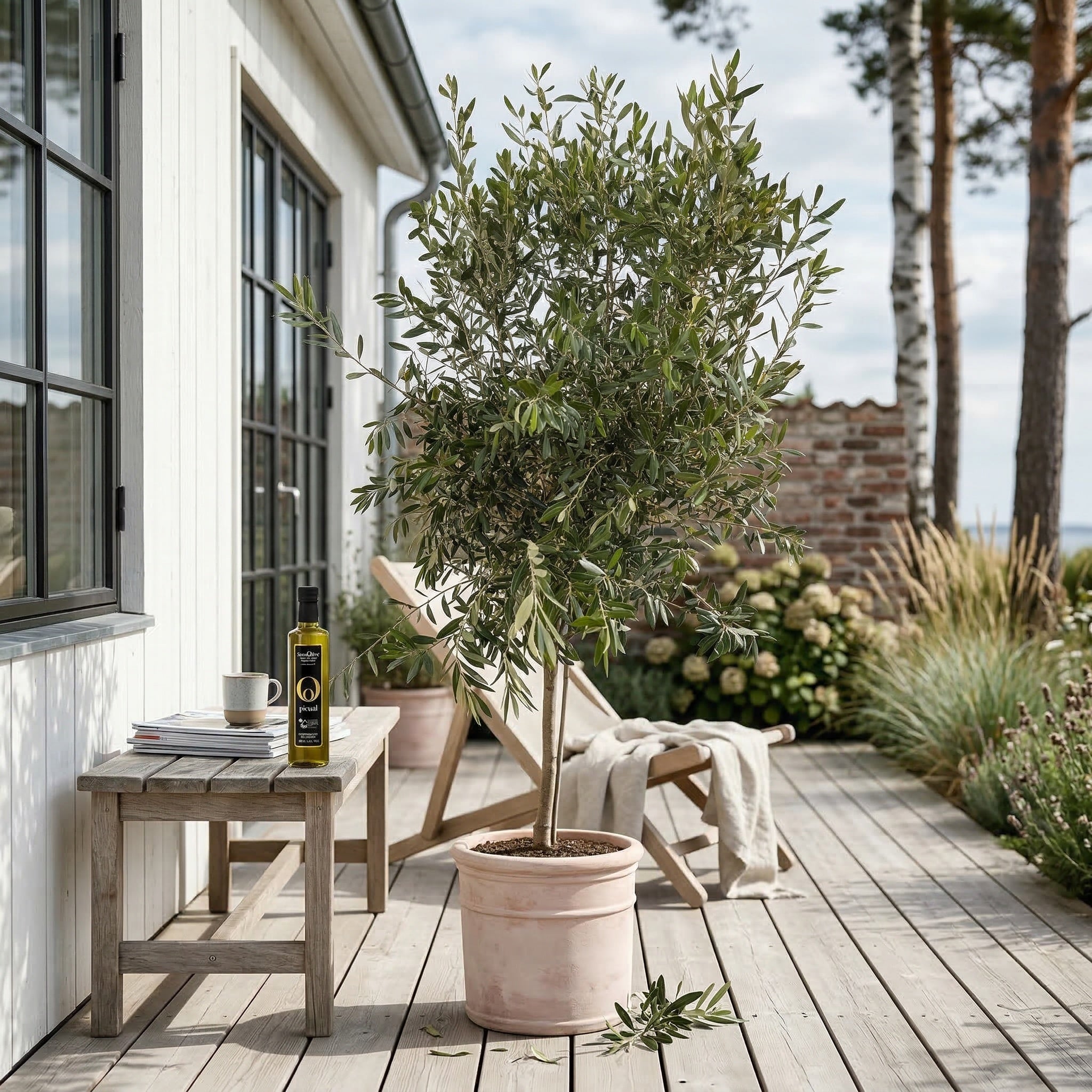 Oliventræ Arbequina 6-10år, 140-160 cm