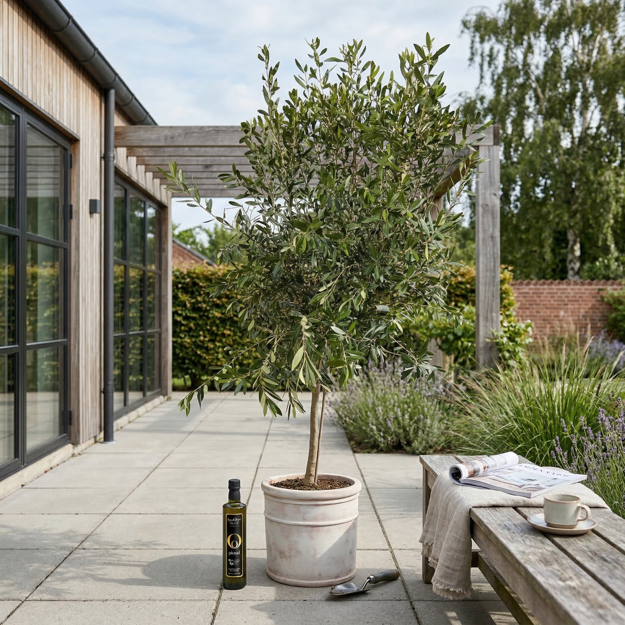 Oliventræ Arbequina 6-10år, 140-160 cm