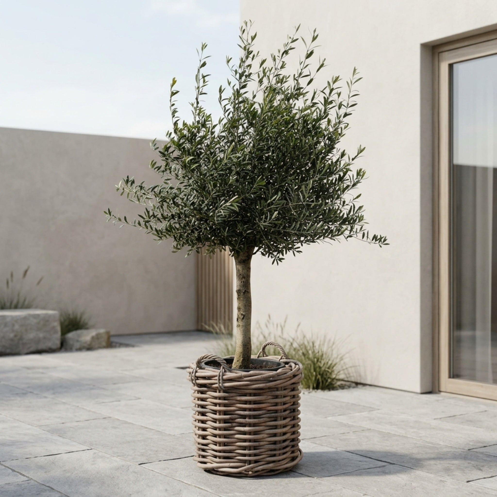 Oliventræ +35år + Salix' Premium Fletkurv, Ø64cm (1 stk. Omplantet)