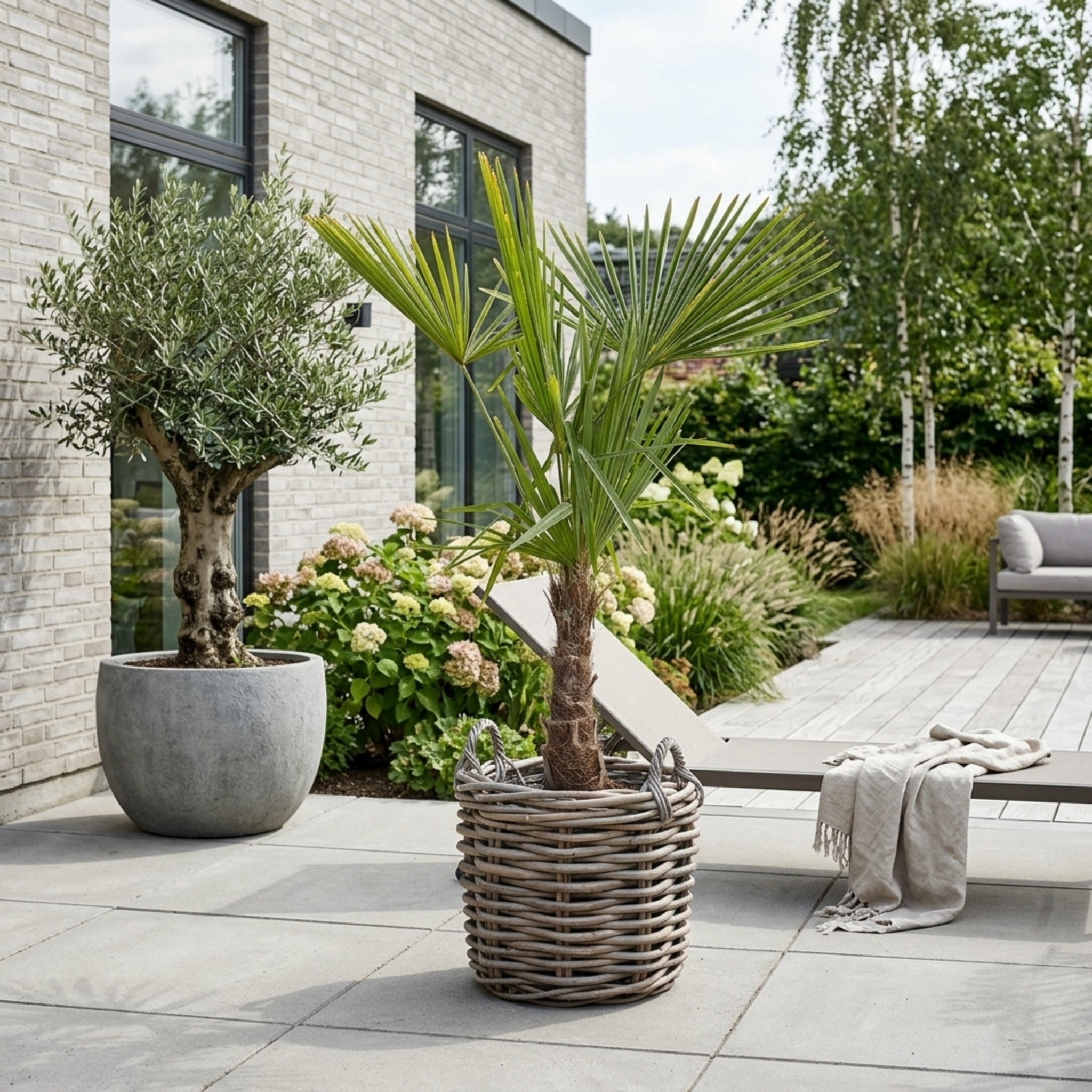 Hørpalme 180-200cm + Salix' Premium Fletkurv, Ø47cm (1 stk. Omplantet)