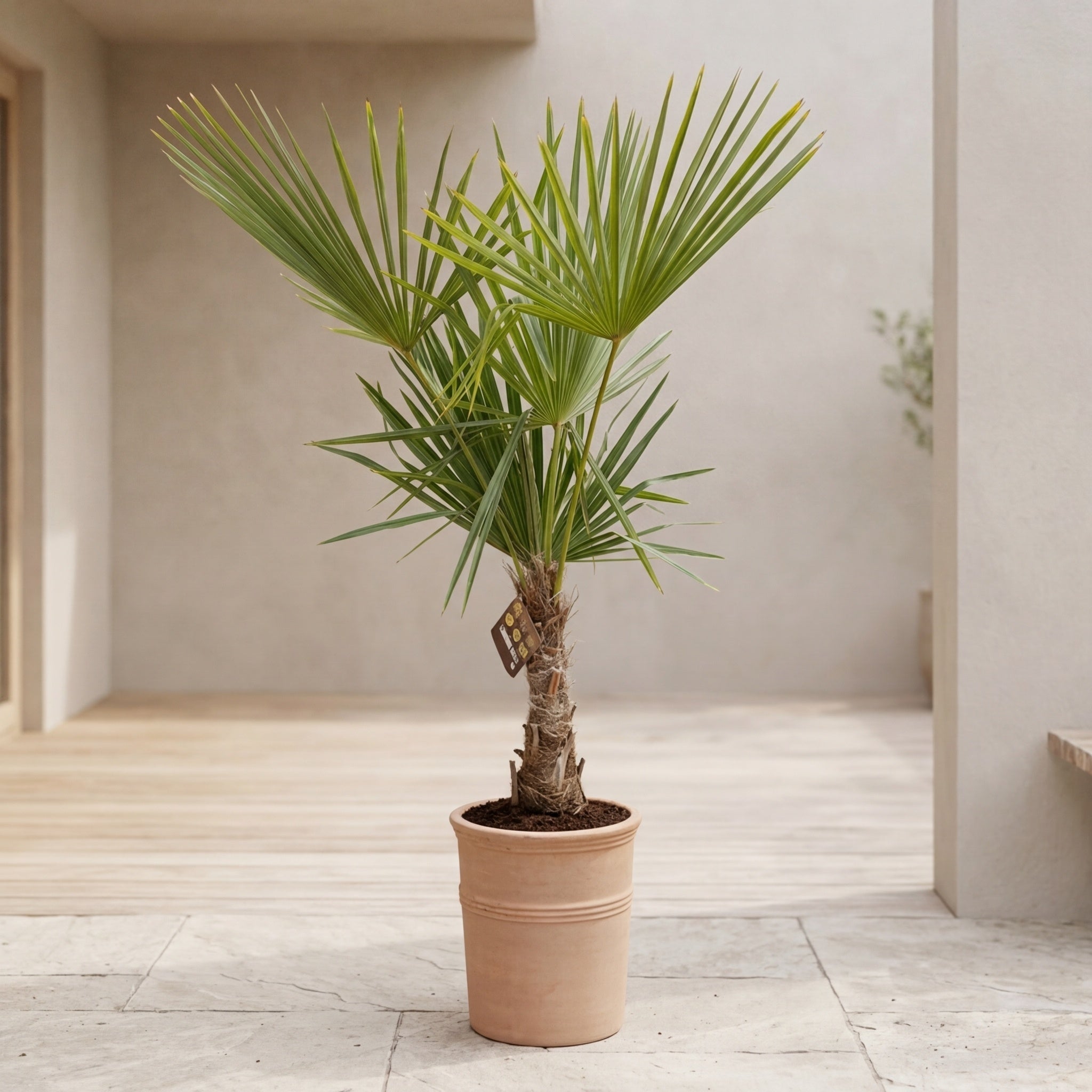 Hørpalme 140-160cm + Terra Vita krukke cm (1 stk. Omplantet)- PÅSKE TILBUD!