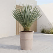 Yucca Rostrata 100cm + Terra Vita krukke Ø44 (Omplantet)