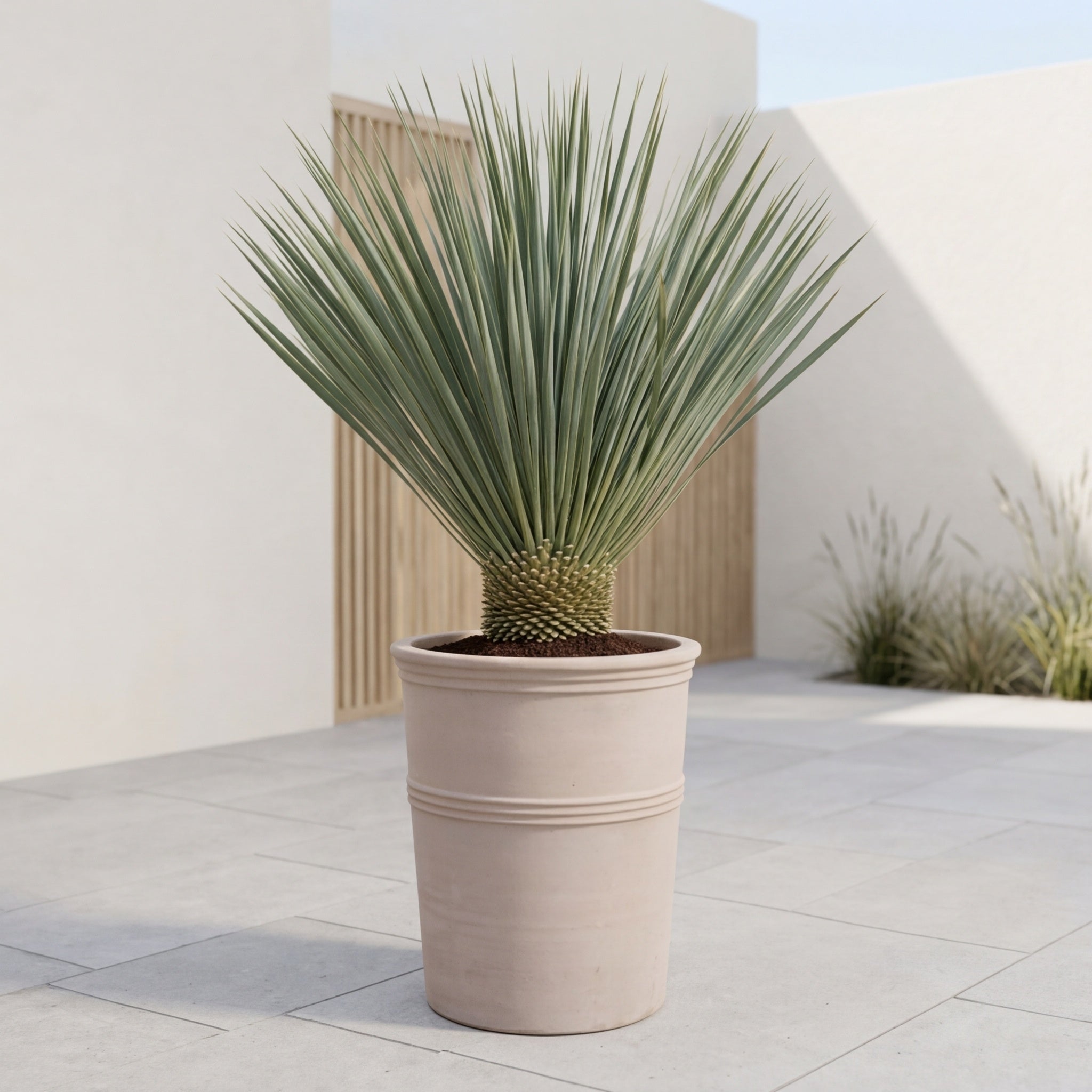 Yucca Rostrata 100cm + Terra Vita krukke Ø44 (1 stk. omplantet)