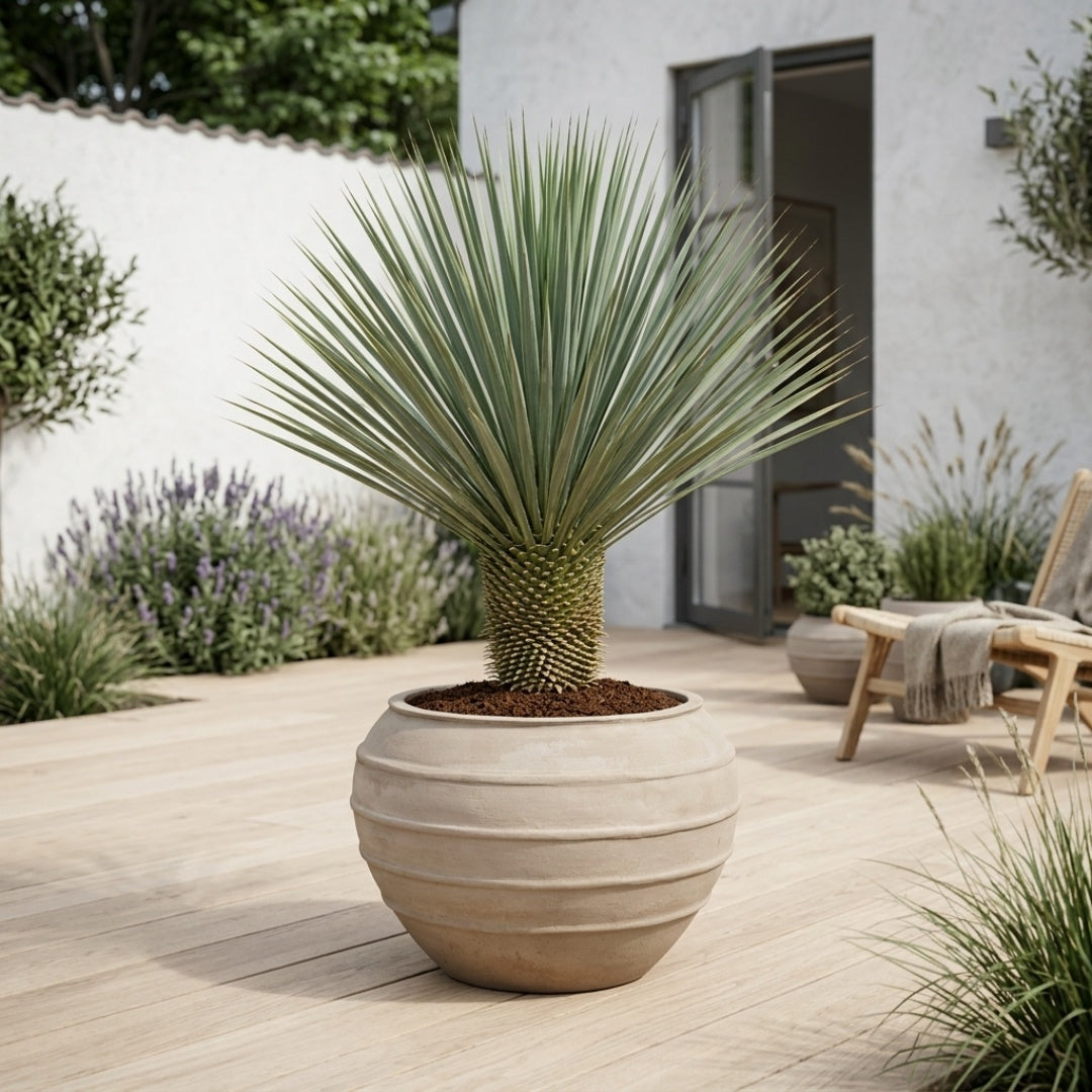 Yucca Rostrata 120-130 cm + Færdigomplantet i valgfri krukke