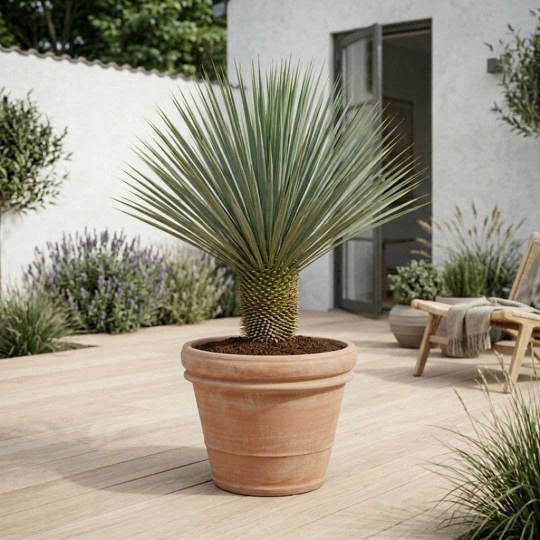 Yucca Rostrata 120-130 cm + Færdigomplantet i valgfri krukke