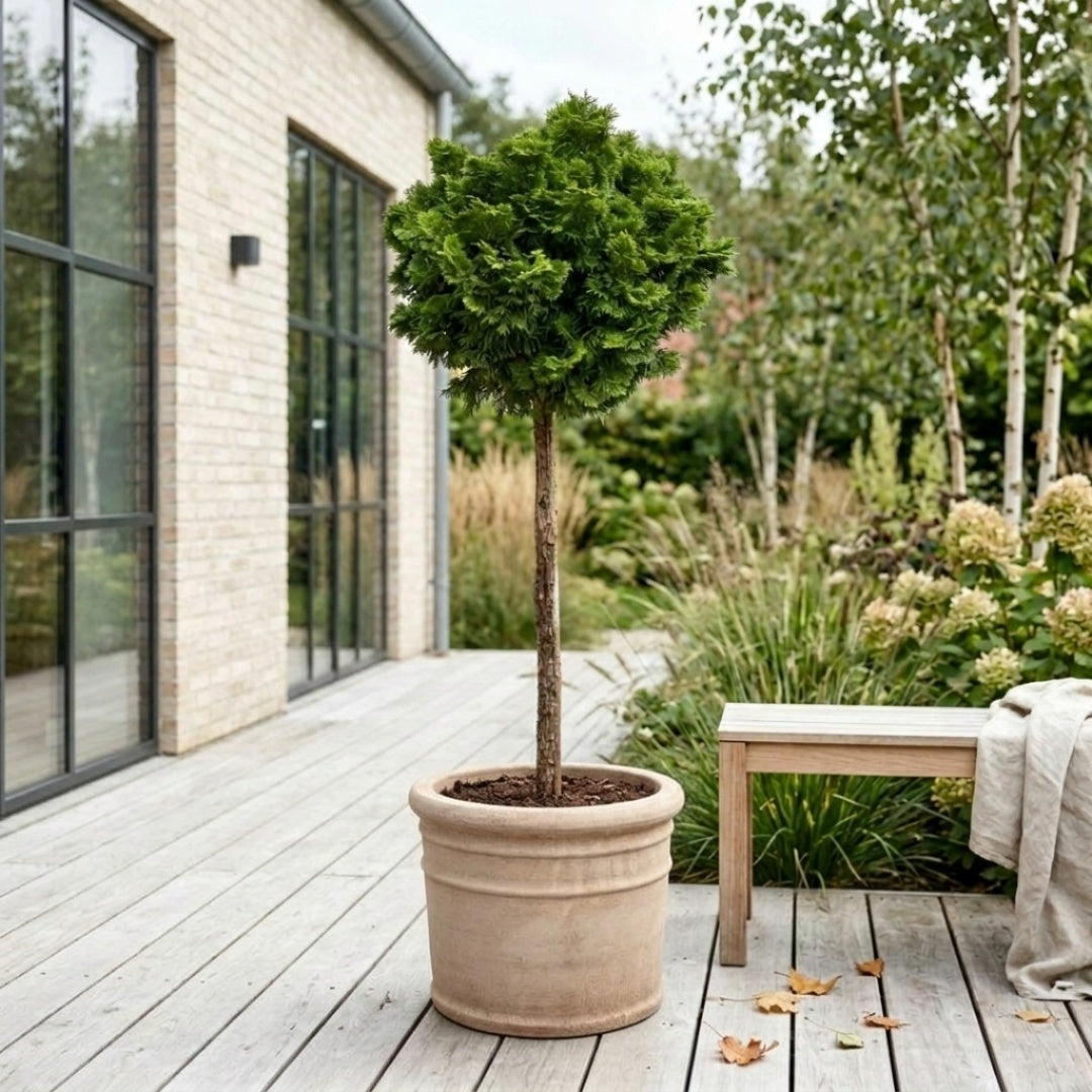 Green Mantle "japansk solcypres" 120-140cm + Færdigomplantet i valgfri krukke