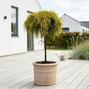 Sun Gold "Chamaecyparis pisifera ‘Sungold’ på stamme" 90-100cm + Færdigomplantet i valgfri krukke